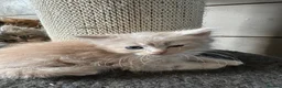 Persian cats for sale: Gorgeous Persian kittens 😍 - Advert 3