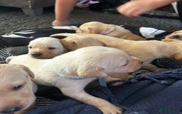 Labrador Retriever dogs for sale: Perfect Labrador Puppies - Image 12