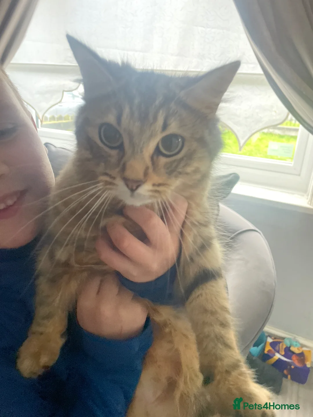 Domestic Shorthair cats for sale: two boy kittens  in Liverpool - Advert 1