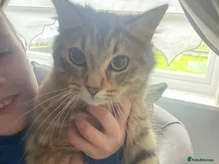 Domestic Shorthair cats two boy kittens - Advert 1