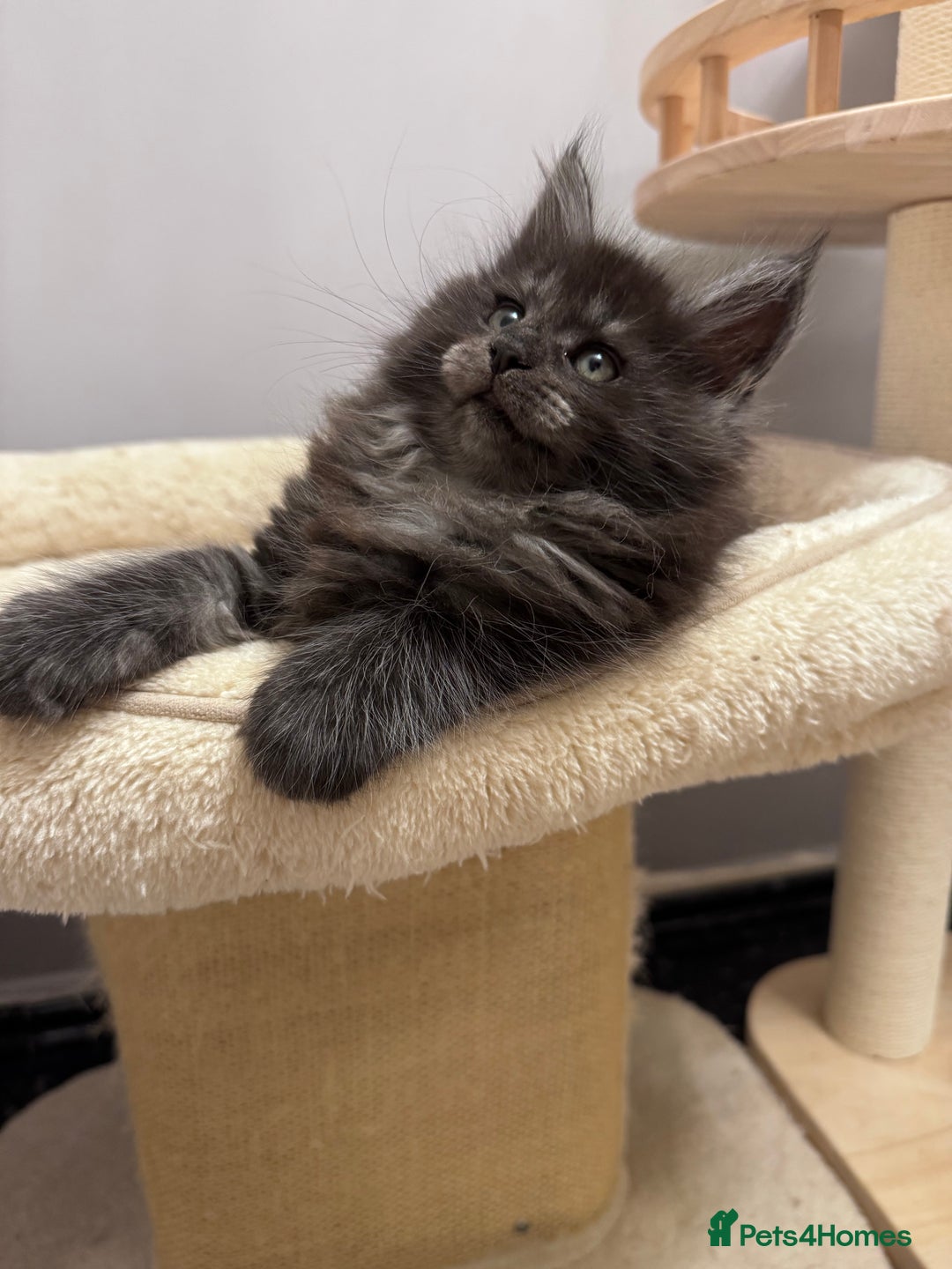 Maine Coon cats for sale: 🌟🌟Beautiful  Maine Coon kittens 🌟🌟🌟 - Advert 11