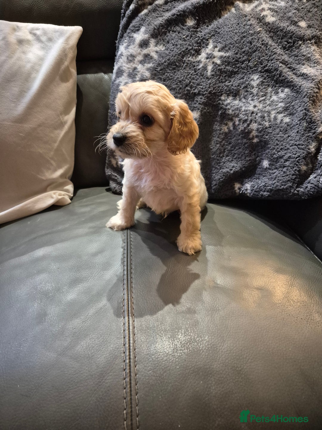 Cockapoo dogs for sale: F1 cockapoo's - ready next week  - Advert 15