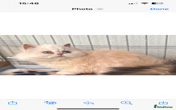 Persian cats for sale: 2 stunning full Persian kittens  - Image 2