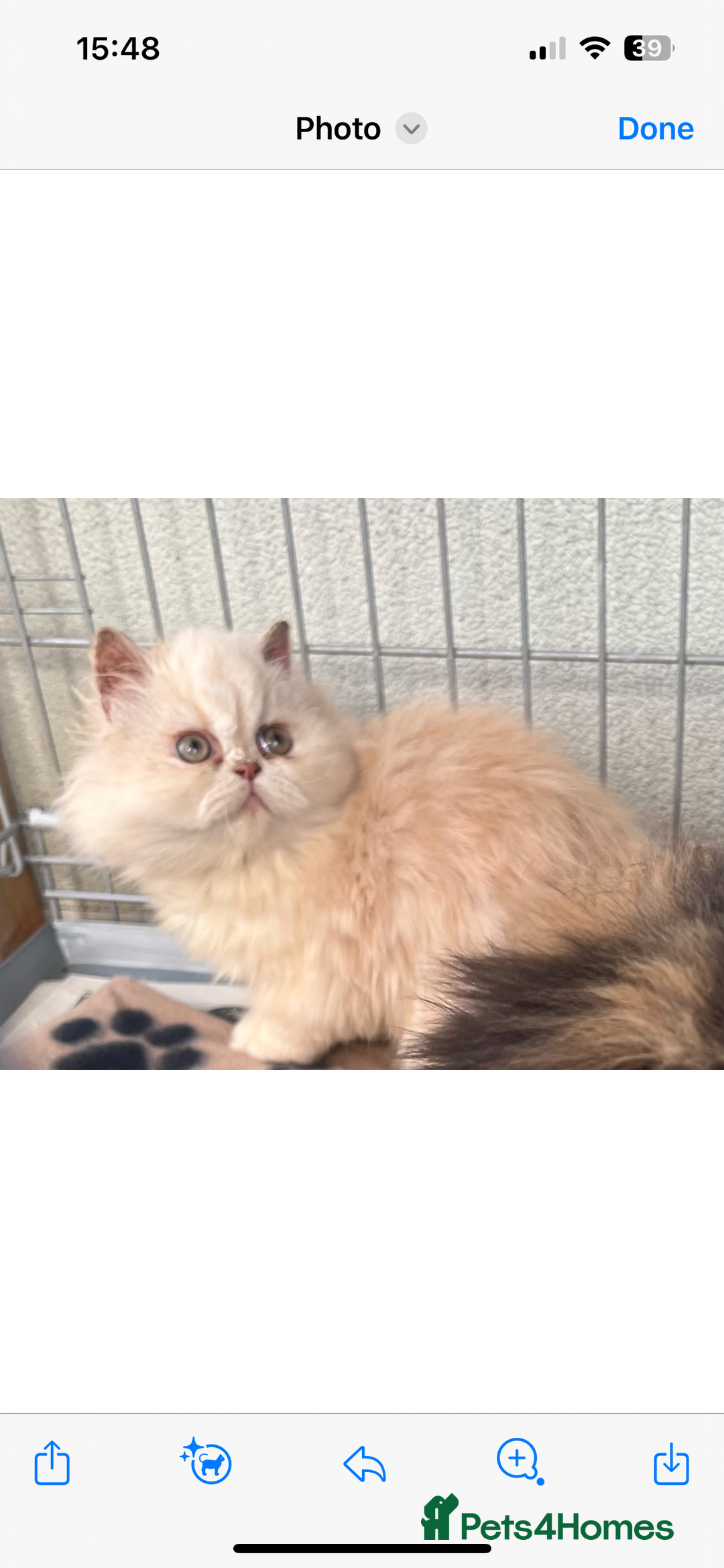 Persian cats for sale: 2 stunning full Persian kittens  - Image 2