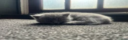 British Shorthair cats for sale: Four beautiful grey British shorthair kitten in Ingatestone - Advert 4