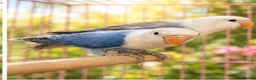 Lovebirds birds for sale: OPALINE DECINO YELLOW, DARK BLUE , DD BLUE OPALINE - Advert 3