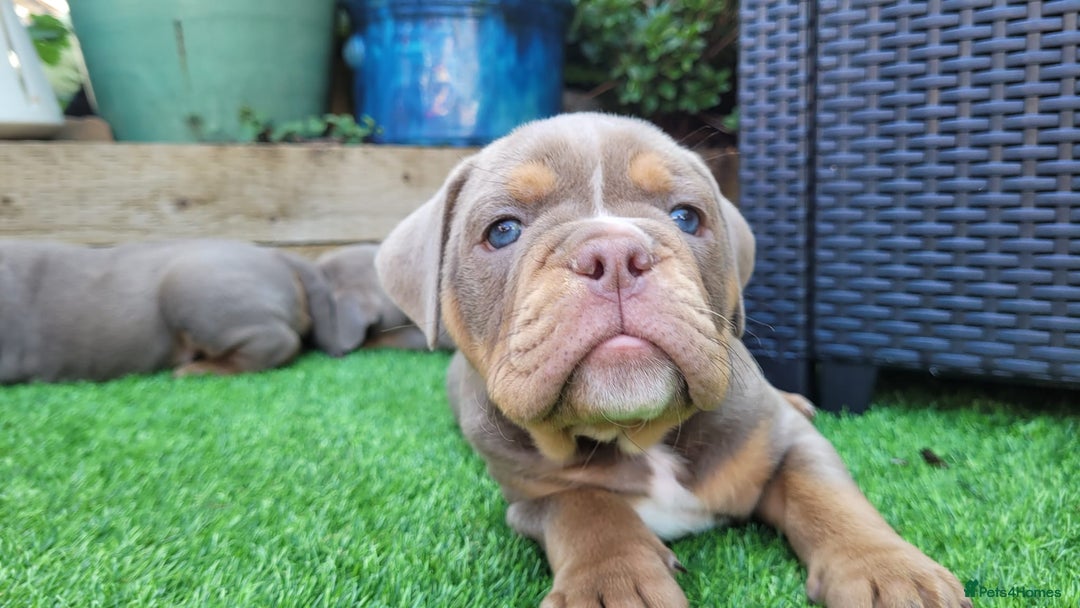 Olde English Bulldogge dogs for sale: 07496730941 : lilac tri Olde English Bulldogges - Image 3
