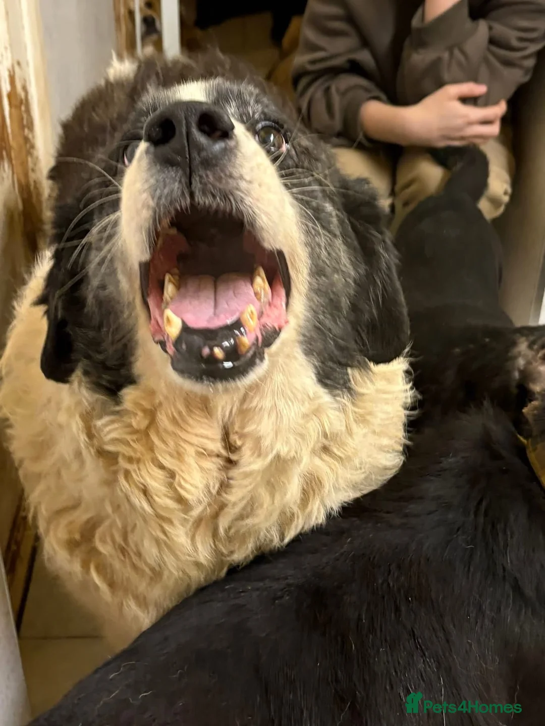 Mixed Breed dogs for adoption: Spiky - Norwich Norfolk  - Advert 14