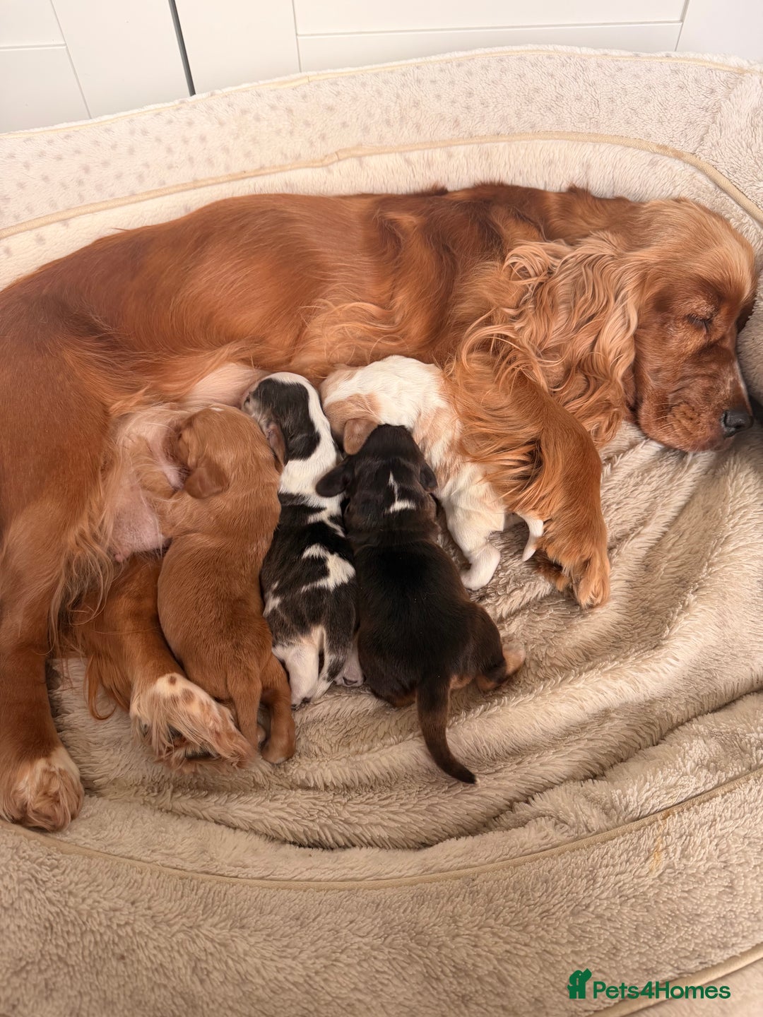 Cocker Spaniel dogs for sale: Adorable show cocker spaniel boys!  - Advert 4