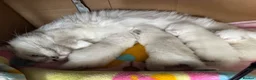 Ragdoll cats for sale: GCCF REG RAGDOLL KITTENS LILAC CHOC SEAL  - Advert 26