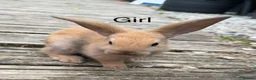Mini Lop rabbits for sale: Five baby mini lop bunnies - Advert 5