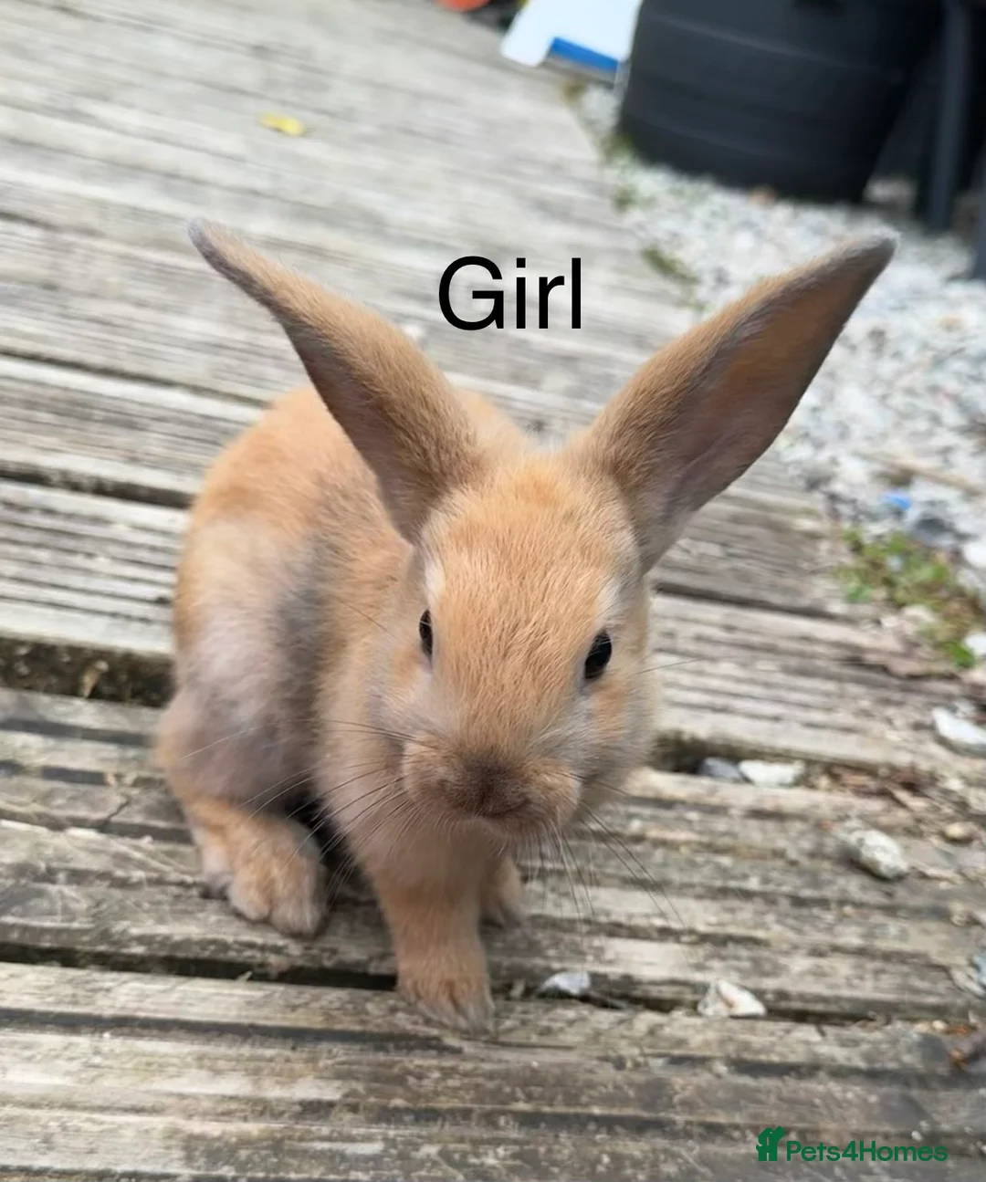 Mini Lop rabbits for sale: Five baby mini lop bunnies - Advert 5
