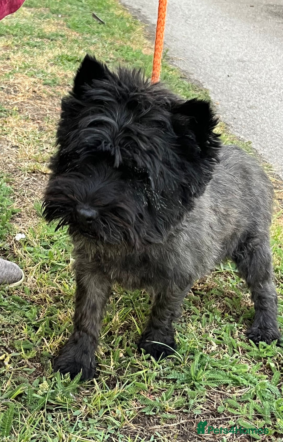 Cairn Terrier dogs for sale: Adorable Cairn Terrier Puppies - Image 13