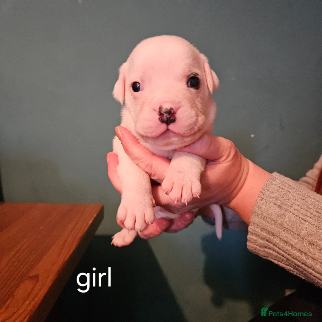 Mixed Breed dogs for sale: Staffie spaniel X old English bulldog  - Advert 9