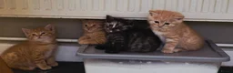 Mixed Breed cats for sale: BSH&domestic/maincoon - Advert 5