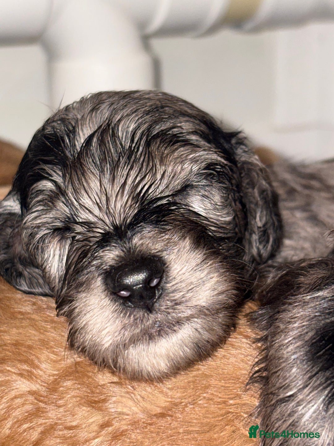Cockapoo dogs for sale: F1bb mini cockapoo puppies  - Image 3