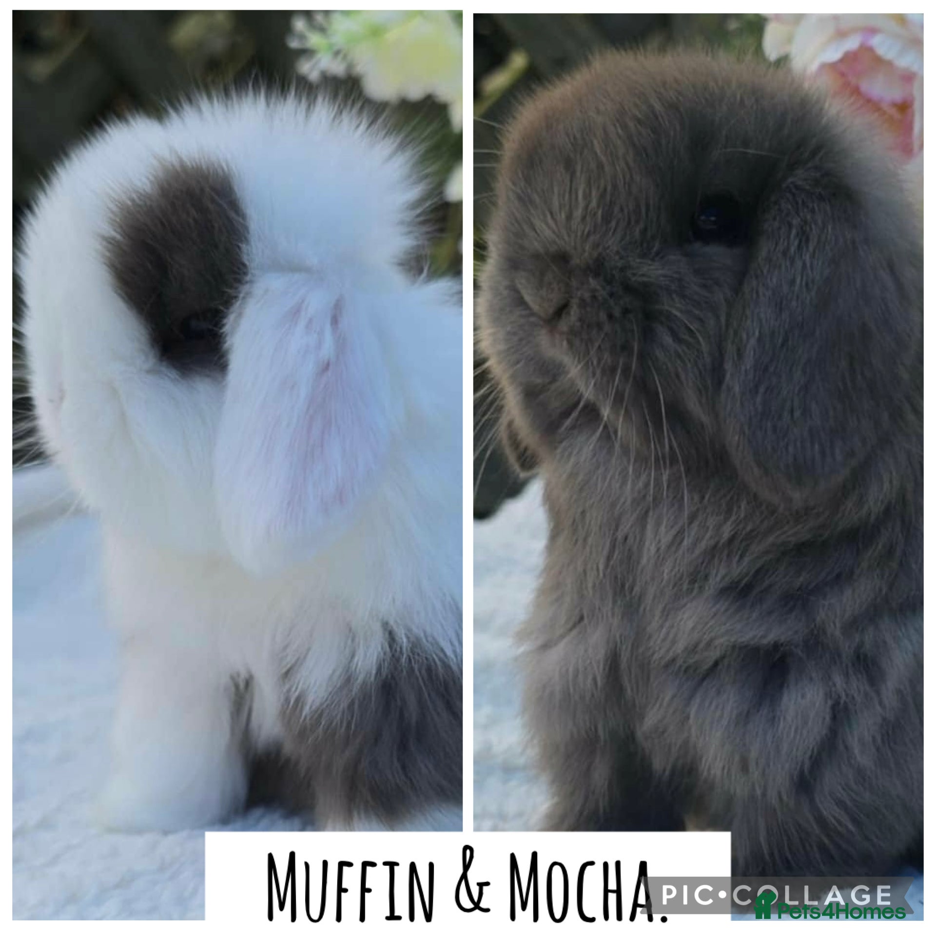 Mini Lop rabbits Pure bred mini lops  - Advert 9