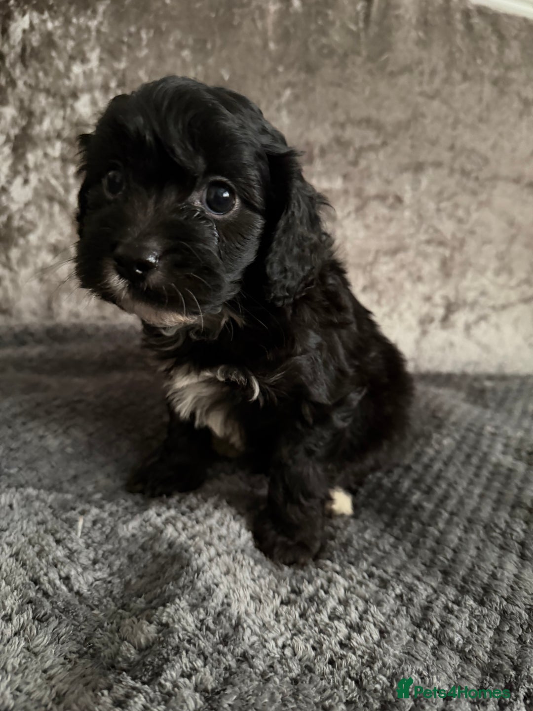 Maltipoo dogs for sale: F1 MALTIPOO PUPS - Advert 7