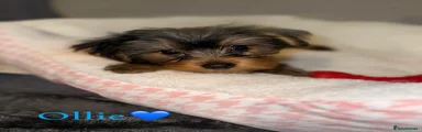 Yorkshire Terrier Puppy 2