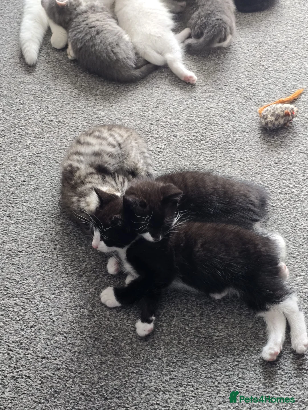 Mixed Breed cats for sale: Kittens - Advert 2