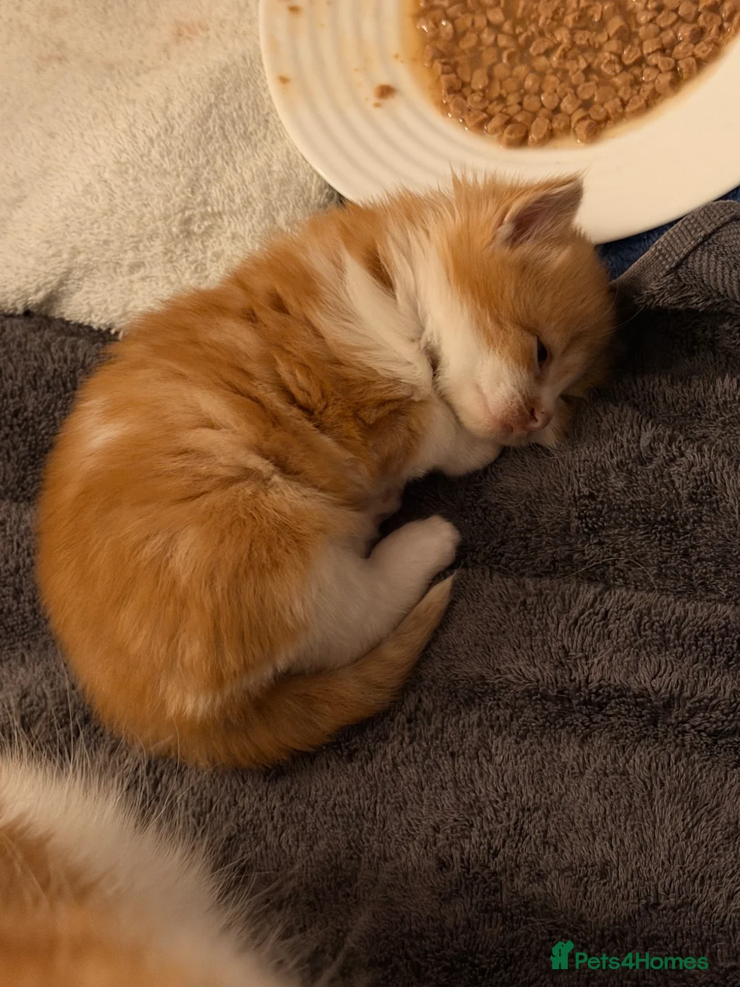 British Longhair cats for sale: Adorable fluffy kittens!!  - Advert 1