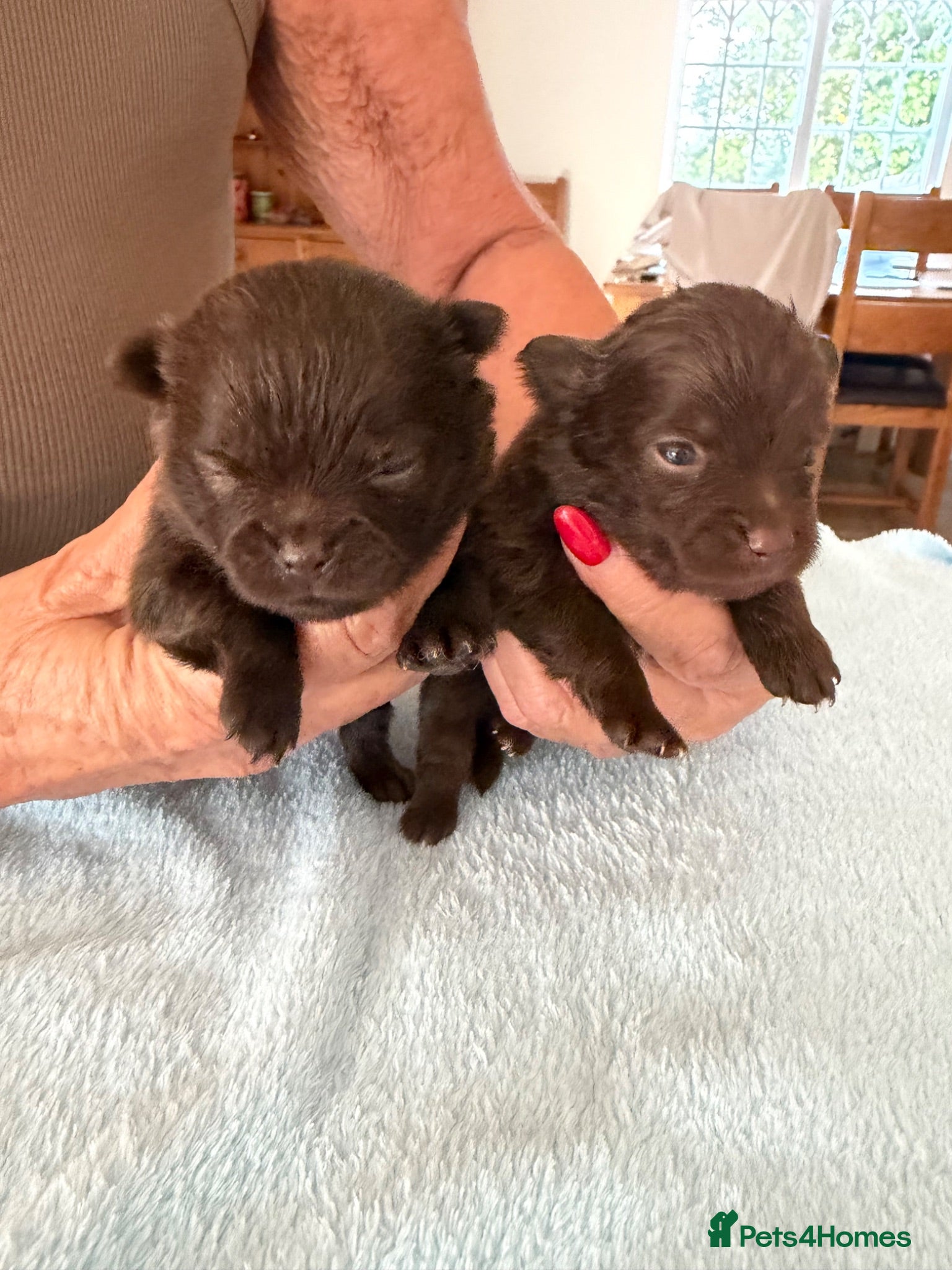 Pomeranian dogs BEAUTIFUL POMERANIAN PUPPIES - Advert 2