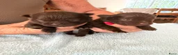 Pomeranian dogs for sale: BEAUTIFUL POMERANIAN PUPPIES - Advert 7