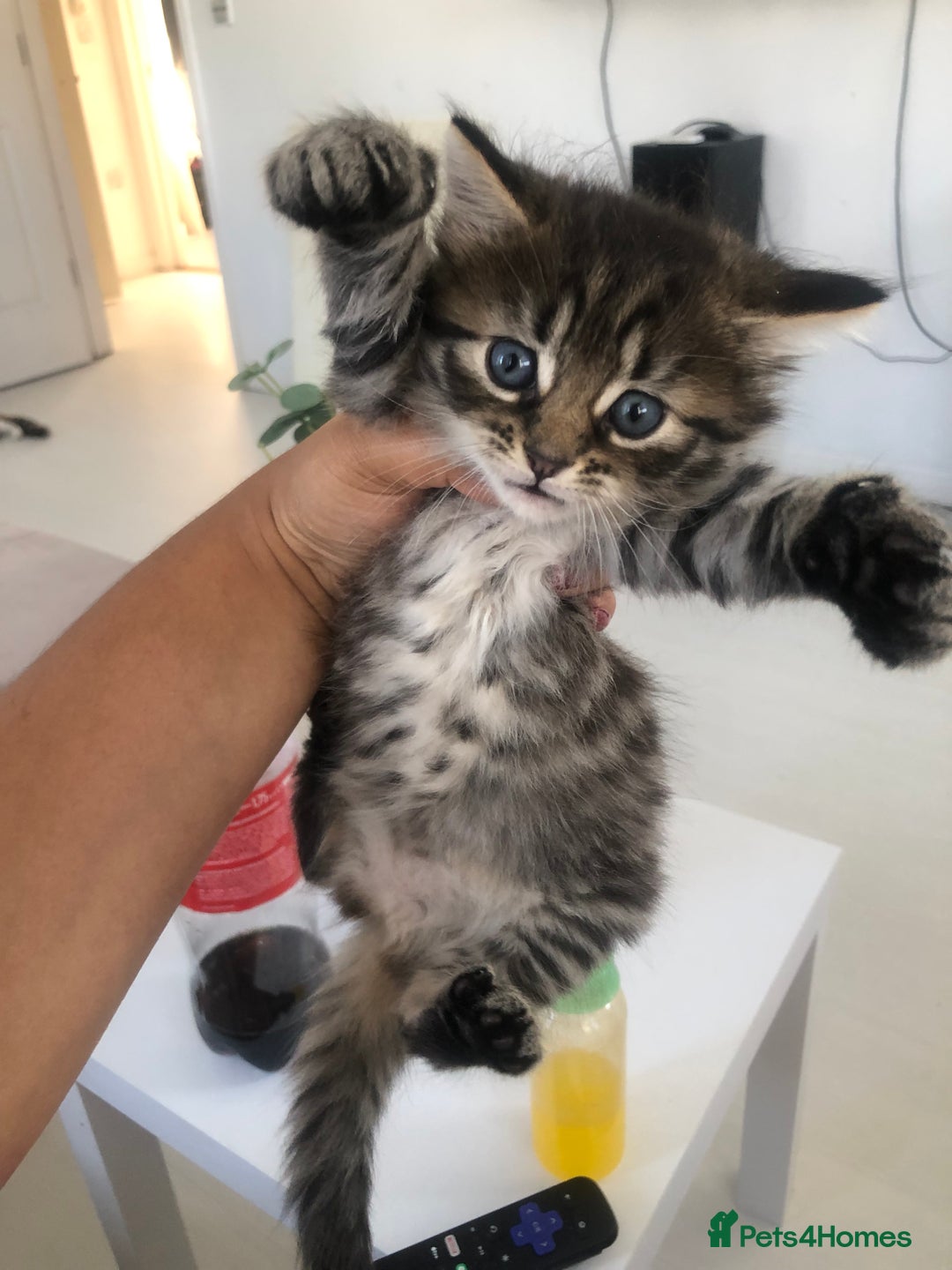 Bengal cats for sale: Kittens for sale!!  - Image 1