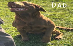 Labrador Retriever dogs for sale: Kc Registered Labradors ready to leave now - Image 22