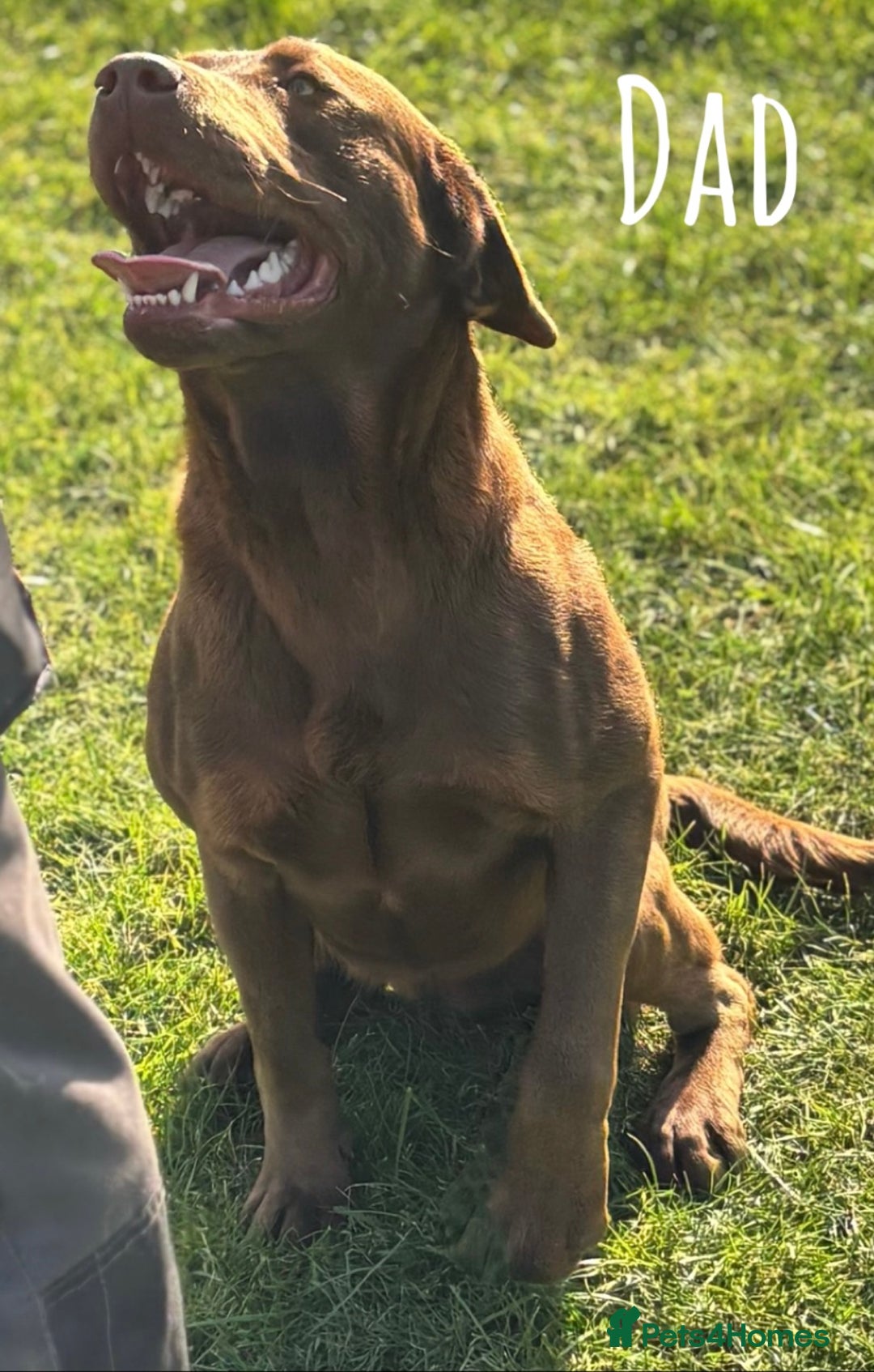 Labrador Retriever dogs for sale: Kc Registered Labradors ready to leave now - Image 22