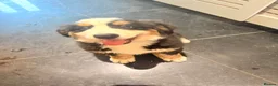 Bernese Mountain Dog dogs for sale: READY NOW Last female KC Bernese puppy  - Advert 15