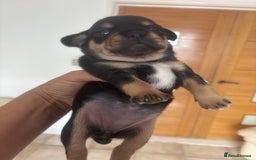 Mixed Breed dogs for sale: French billhuahua - Image 28