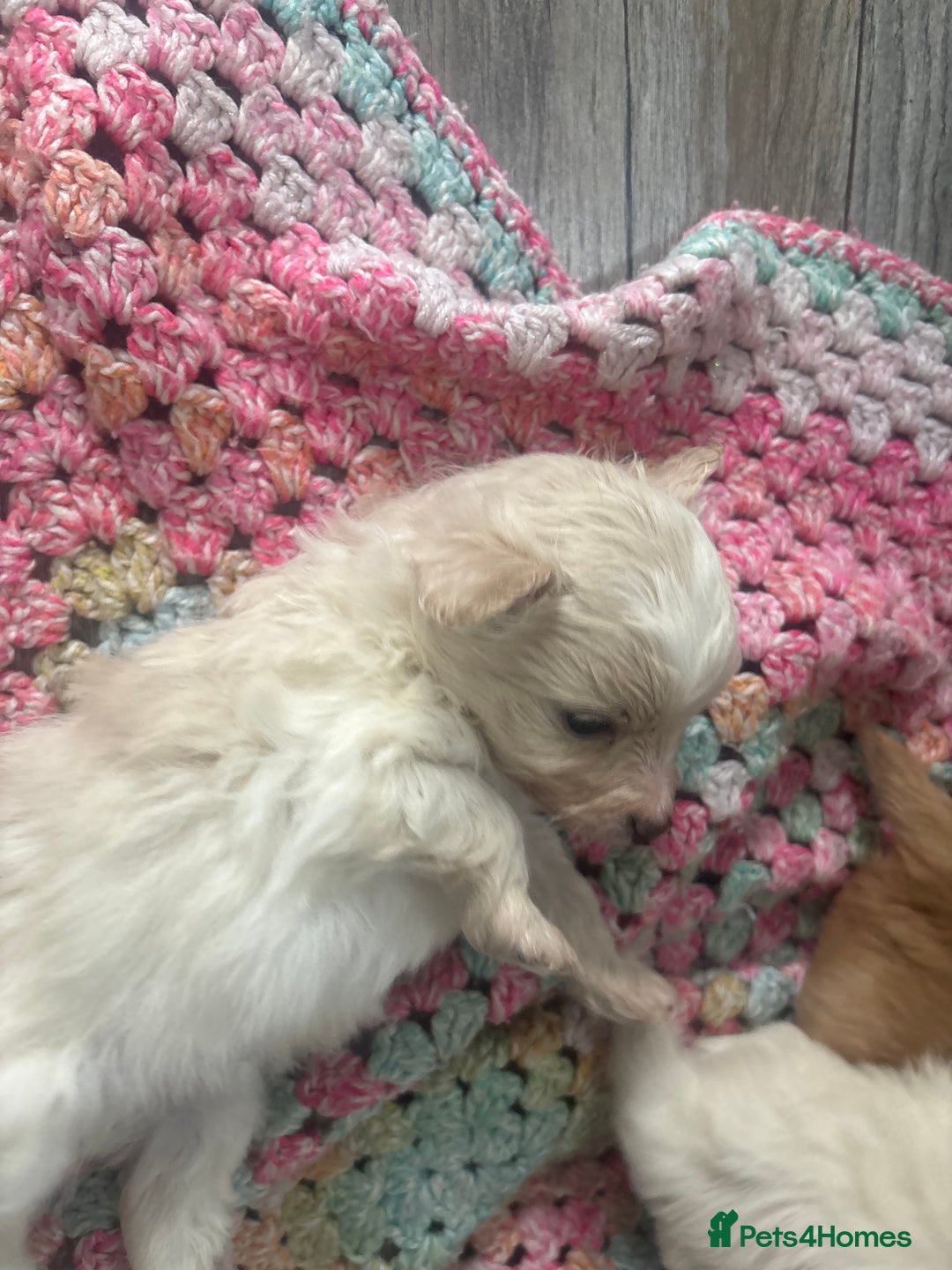 Pomapoo dogs for sale: Stunning Pomapoo puppies  - Advert 12