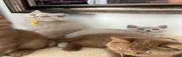 British Shorthair cats for sale: British Shorthair Kittens  - Advert 2