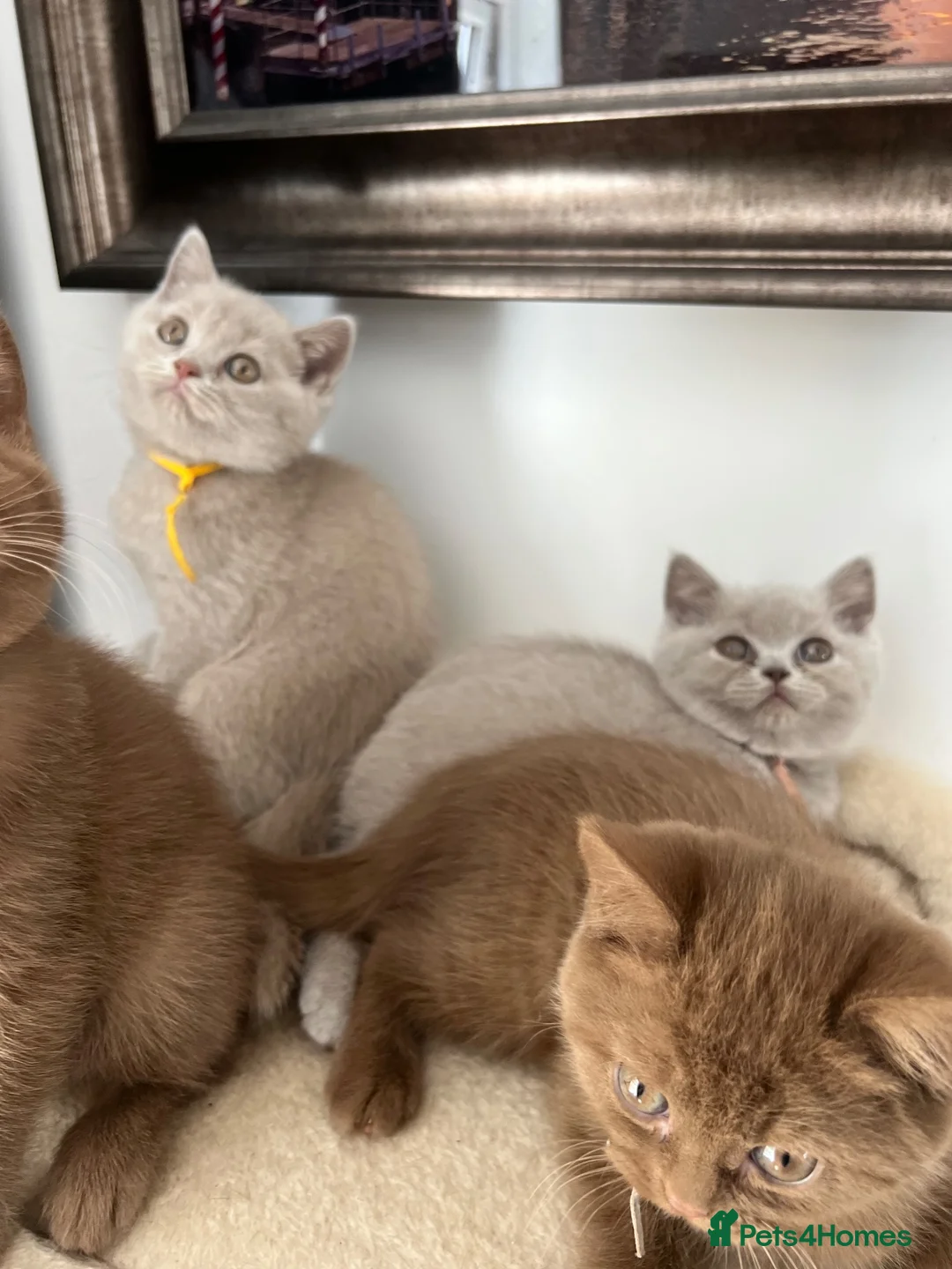British Shorthair cats for sale: British Shorthair Kittens  - Advert 2