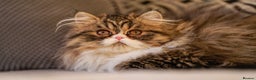 Exotic cats for sale:  1  long hair  Persian female left - Advert 2