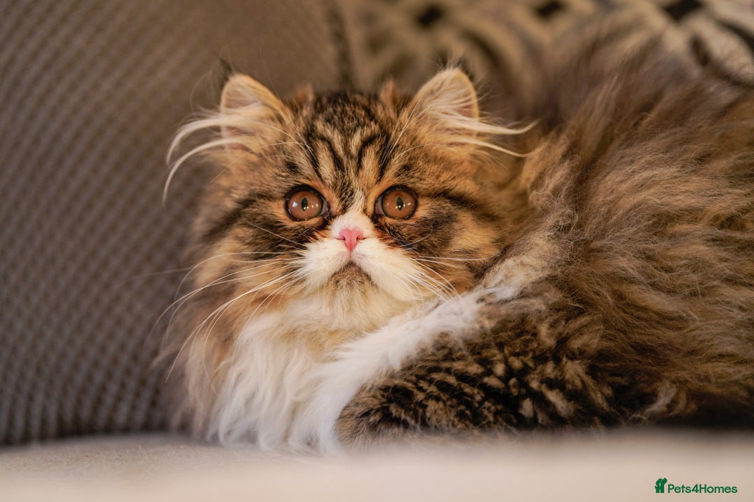 Exotic cats for sale:  1  long hair  Persian female left - Advert 2