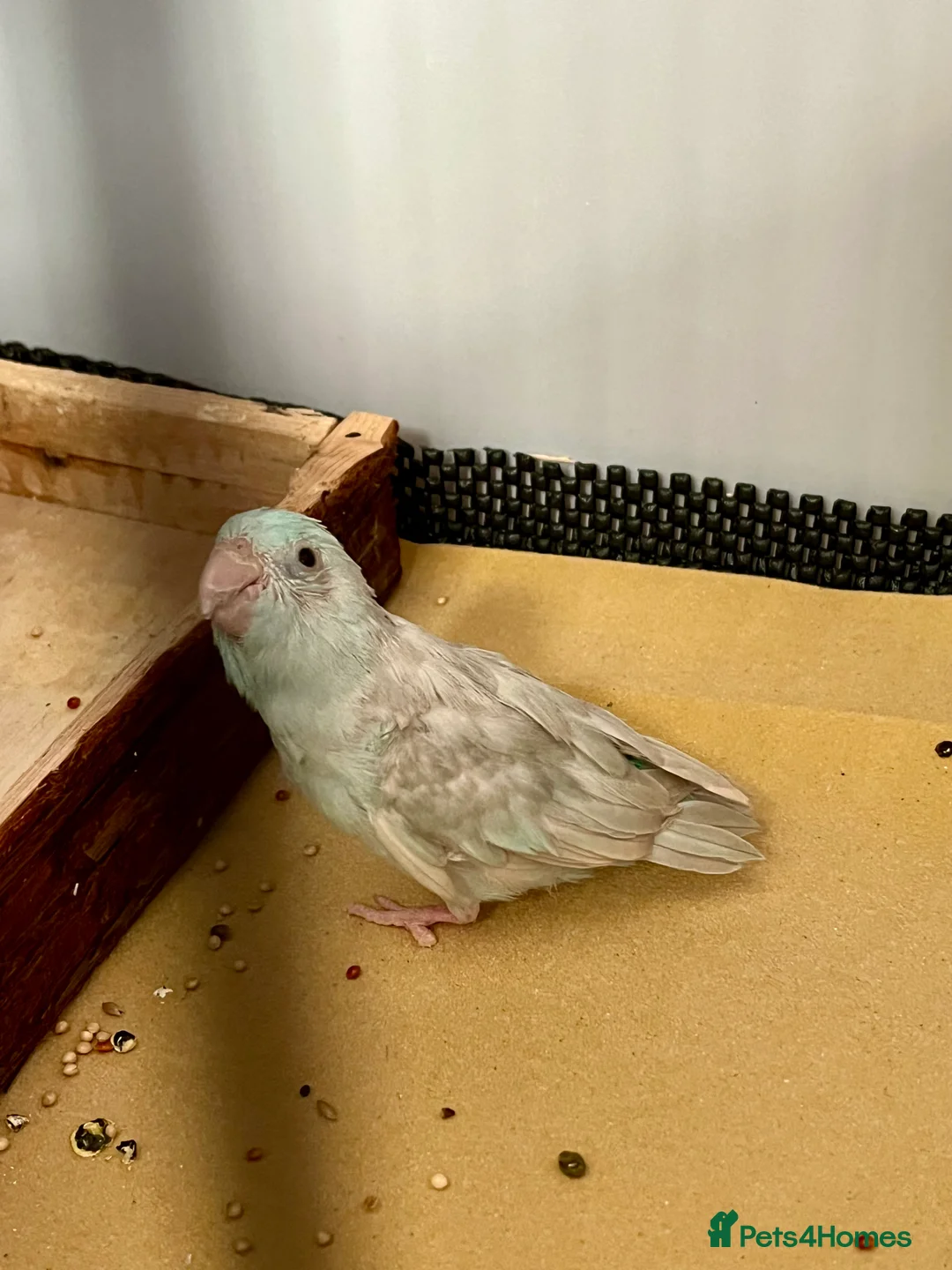 Parrots birds for sale: Disabled parrotlet with huge personality - Advert 6