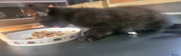 Mixed Breed cats for sale: Beautiful remaining kitten - Advert 4