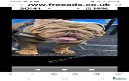 English Bulldog dogs for sale: Kc reg British bulldogs  - Image 15