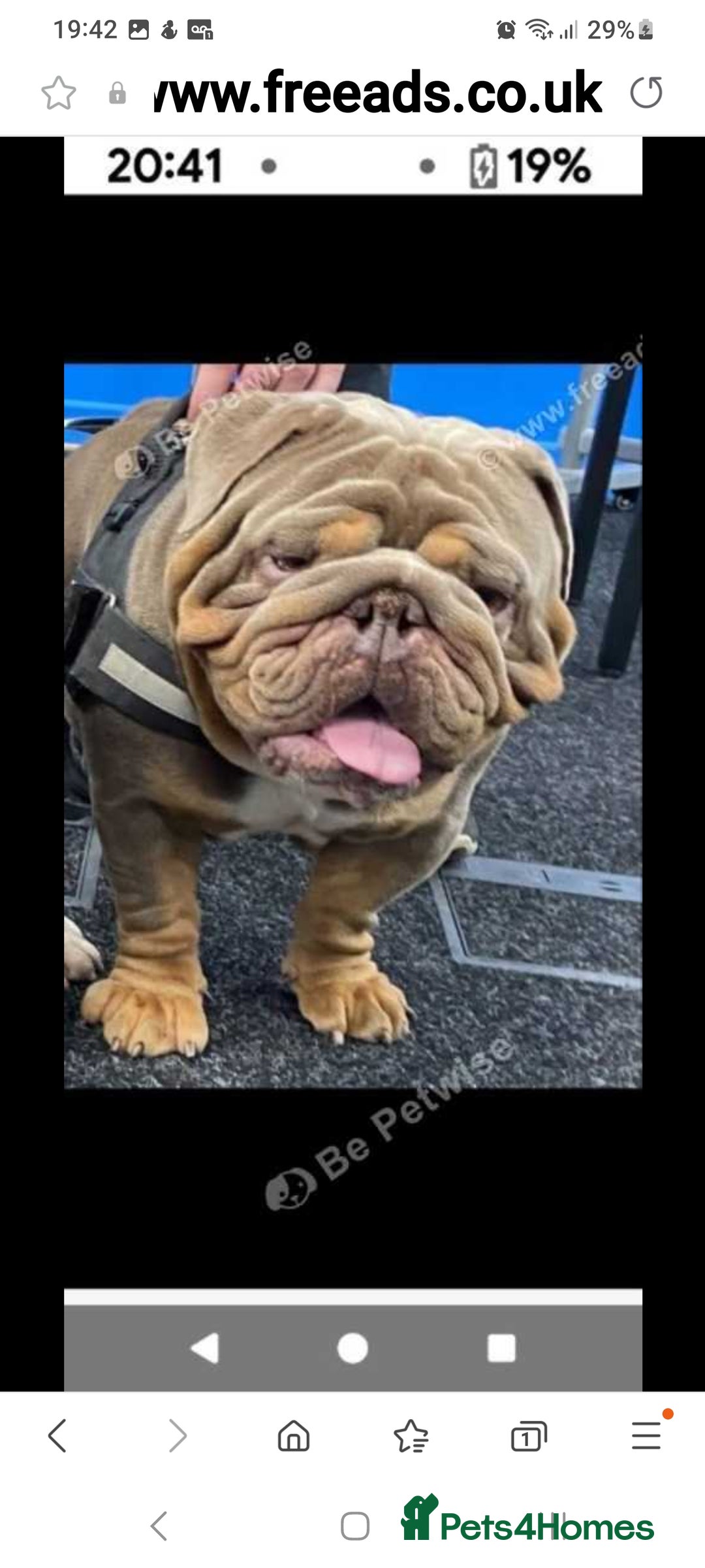English Bulldog dogs for sale: Kc reg British bulldogs  - Image 15