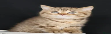 British Longhair Kitten 3