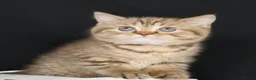 British Longhair cats for sale: Register Golden British Longhair/Shorthaired  - Advert 6