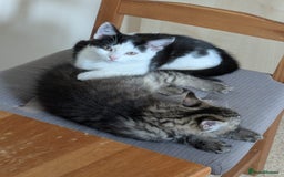 Domestic Shorthair cats for sale: Kind Homes Only – 4 Beautiful Healthy Kittens in Edgware - Image 23