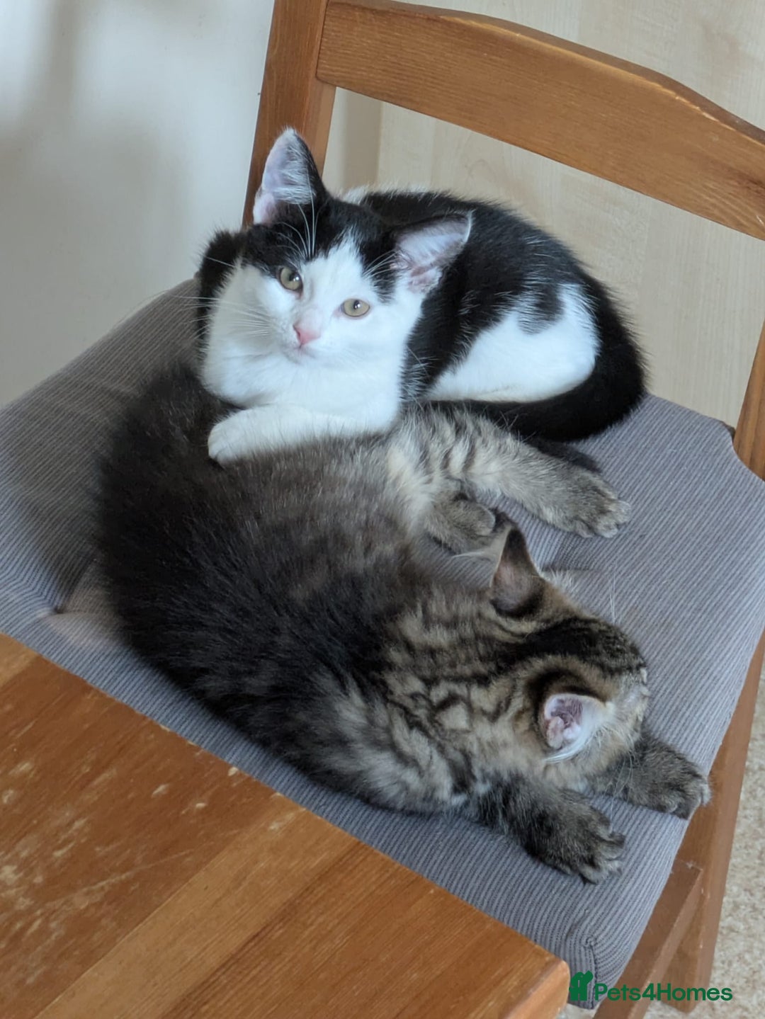 Domestic Shorthair cats for sale: Kind Homes Only – 4 Beautiful Healthy Kittens in Edgware - Image 23