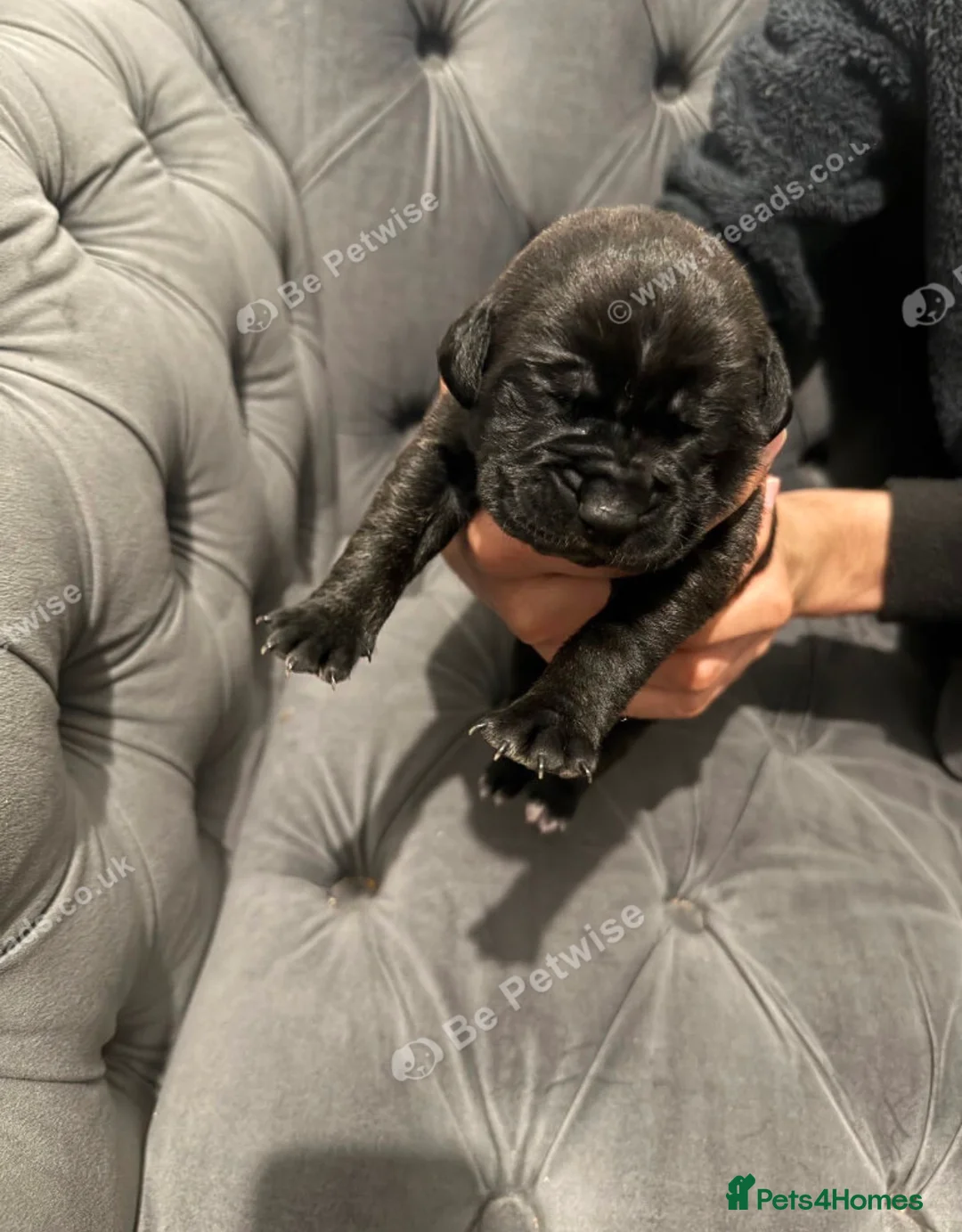 Presa Canario dogs for sale: Outstanding Presa Canario puppies  - Advert 1