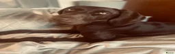 German Shorthaired Pointer dogs for sale: German shorthaired pointer X Weimaraner  - Advert 17
