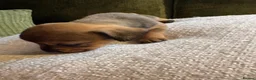 Mixed Breed dogs for sale: Miniature dachshund x French bulldog puppies  in Northampton - Advert 6