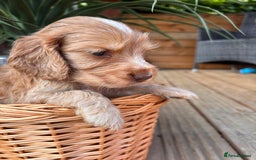 Cocker Spaniel dogs for sale: Beautiful Show Type KC registered Cocker Spaniels  - Image 28