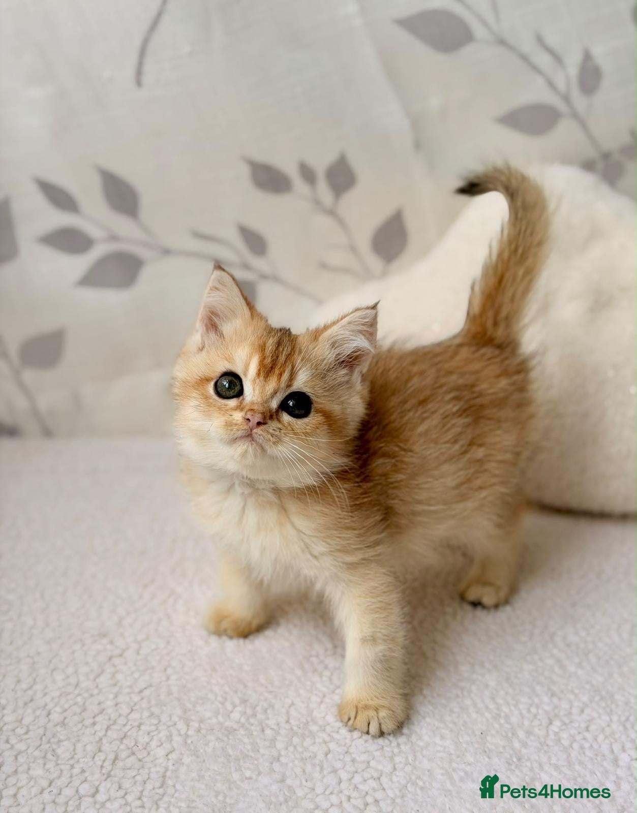 British Shorthair cats Golden British short hair for sale. Female - Advert 1